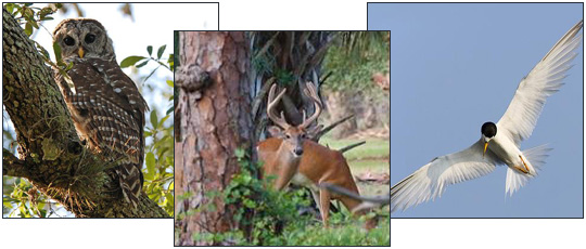 Loxahatchee River Animals