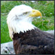 Busch Wildlife Sanctuary