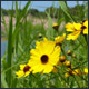 J.W. Corbett Wildlife Management Area