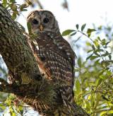 Barred Owl