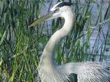 Blue Heron
