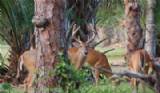 Deer at Riverbend