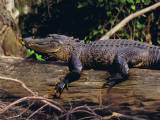 Gator on Log