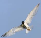 Least Tern