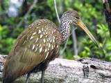 Limpkin at Park
