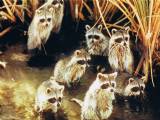 Family of Raccoons