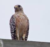 Red Shouldered Hawk