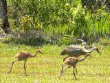 Sand Hill and Chicks