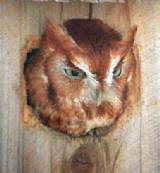 Screech Owl