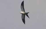 Swallow-tailed Kite