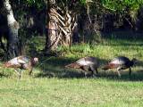Wild Turkeys