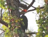 Pileated Woodpecker