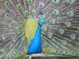 Peacock at Store