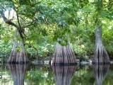 Three Cypress