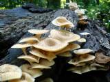 Muchrooms on Log