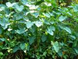 Wall of Green