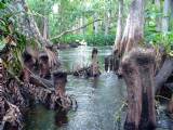 Cypress Knees