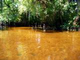 Tea Colored Shallows