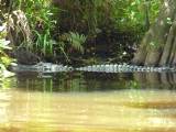 A gator!