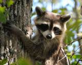 Raccoon by B. Betts