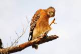 Angry Hawk -B. Betts