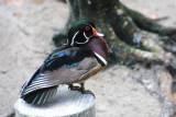Wood Duck B. Betts