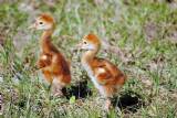 Baby Sand Hill Crane