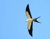 Sallow Tail kite