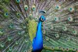 Peacocks greeter