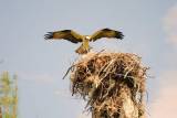 Osprey on the nest