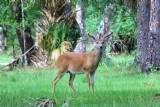 Deer by B Betts