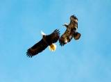 Eagles in Flightt