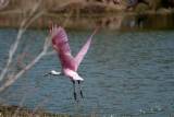 A Roseate Spoonbill